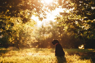 Genç Minyatür Schnauzer günbatımı 