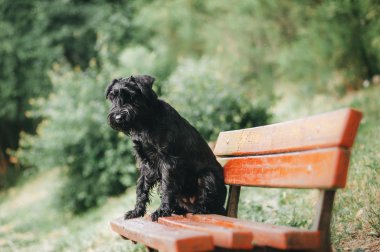 Genç Minyatür Schnauzer