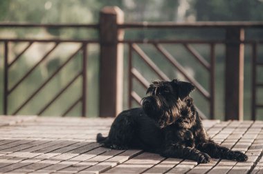 Genç Minyatür Schnauzer