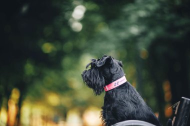 Genç Minyatür Schnauzer