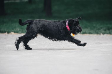 Genç Minyatür Schnauzer 