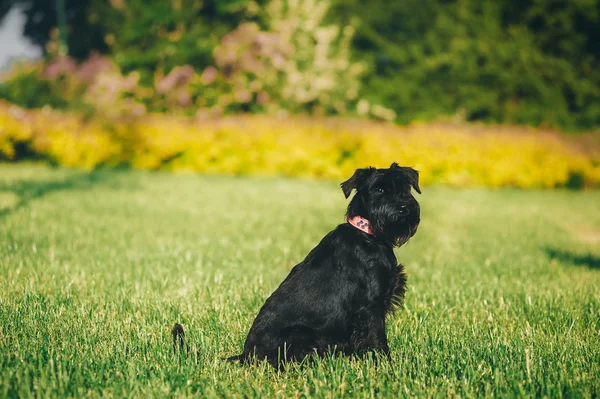 Genç Minyatür Schnauzer
