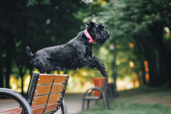 Jonge Dwergschnauzer — Stockfoto