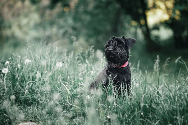 Jeune Schnauzer miniature — Photo