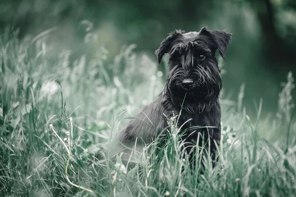 Young Miniature Schnauzer — Stock Photo, Image