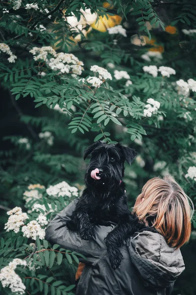 Ung miniature Schnauzer - Stock-foto