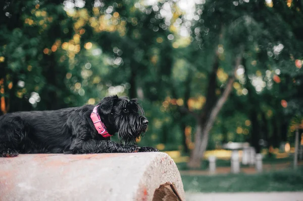 Young Miniature Schnauzer — Stock Photo, Image