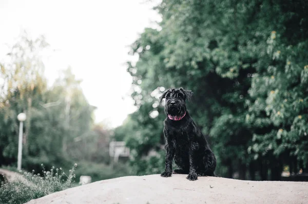 Unga dvärgschnauzer — Stockfoto