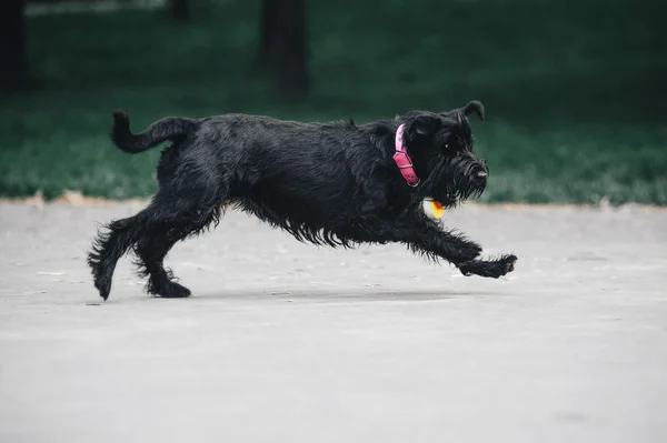 Junger Zwergschnauzer — Stockfoto