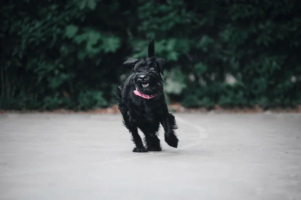 Jonge Dwergschnauzer — Stockfoto