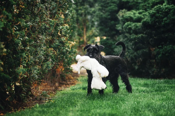 Young Miniature Schnauzer — Stock Photo, Image