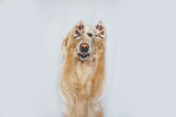 Golden Retriever perro muestra truco sobre un fondo blanco — Foto de Stock