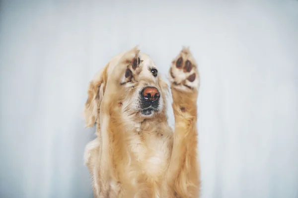 Golden Retriever perro muestra truco sobre un fondo blanco — Foto de Stock