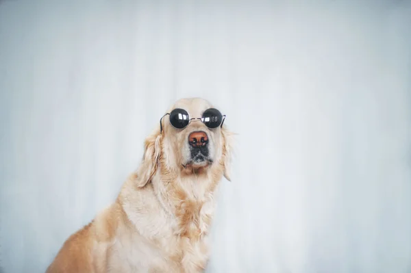 Golden Retriever pies noszenie okularów przeciwsłonecznych na białym tle — Zdjęcie stockowe