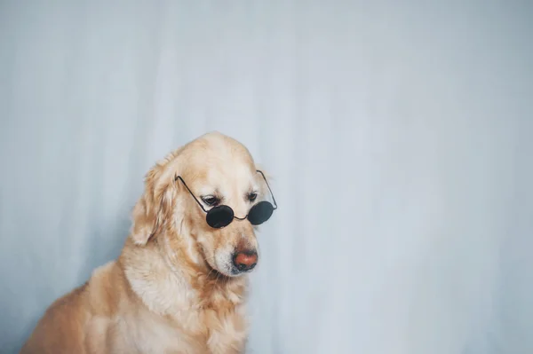 Golden Retriever pies noszenie okularów przeciwsłonecznych na białym tle — Zdjęcie stockowe