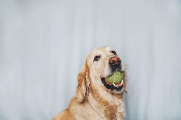 Golden Retriever pies trzyma piłkę tenisową na białym tle — Zdjęcie stockowe