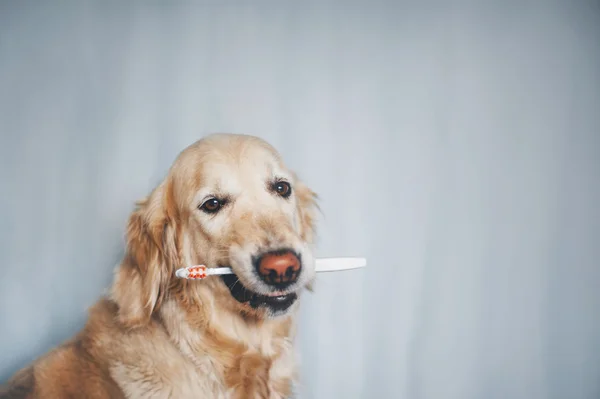 Golden Retriever pies trzymając szczoteczkę do zębów na białym tle — Zdjęcie stockowe