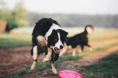 sınır collie köpek 