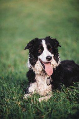 sınır collie köpek 