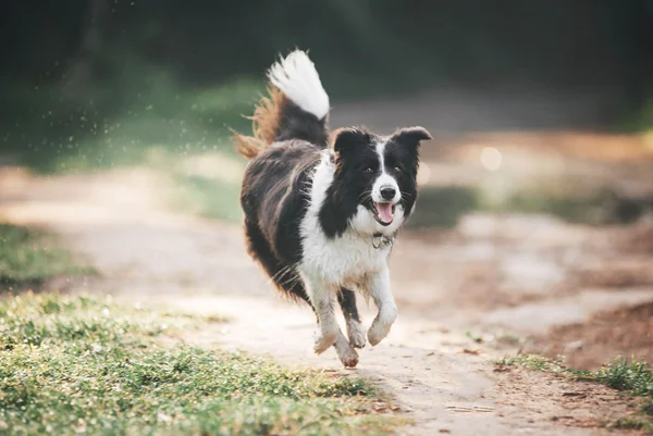 Border collie dog — Stock Photo, Image