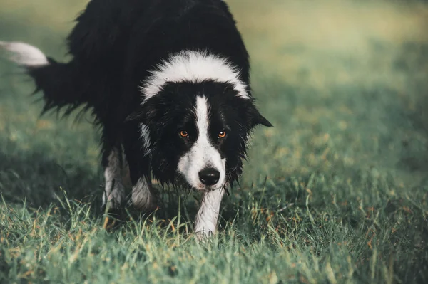 Бордер Коллі собака — стокове фото