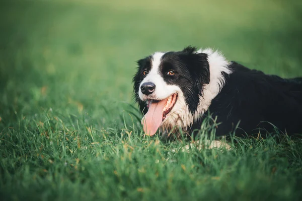 Anjing perbatasan Collie — Stok Foto