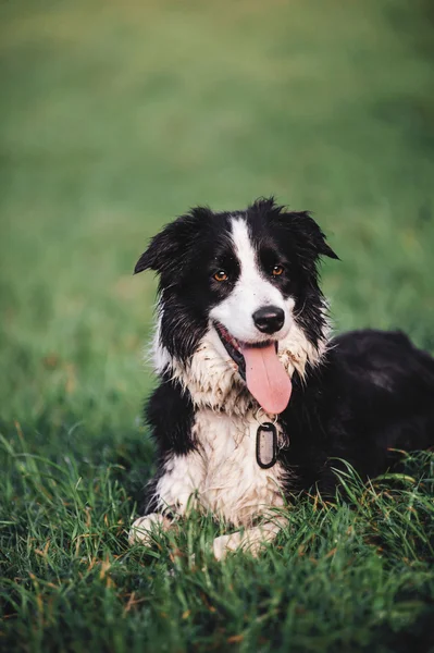 Gränsen collie hund — Stockfoto