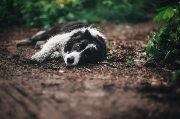 Bordercollie hond — Stockfoto