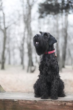 Siyah Schnauzer sonbaharda bankta