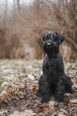 Schnauzer köpek doğurmak güz yaprakları