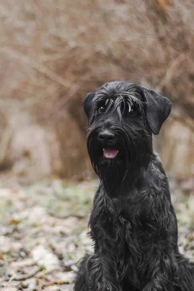 Schnauzer cane razza nelle foglie in autunno — Foto Stock