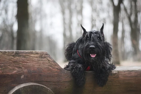 Schwarzer Schnauzer im Herbst auf der Bank — Stockfoto