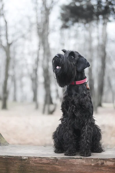 Schwarzer Schnauzer im Herbst auf der Bank — Stockfoto