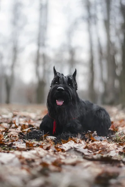 Schnauzer chien de race dans les feuilles à l'automne — Photo