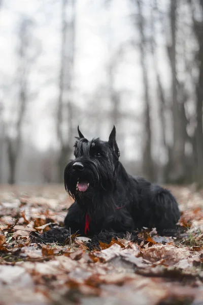 Schnauzer ras van de hond in de bladeren in de herfst — Stockfoto