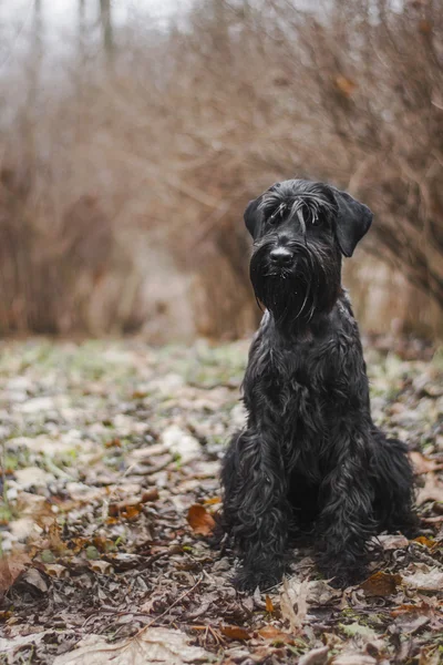 秋に葉のシュナウザー犬種 — ストック写真