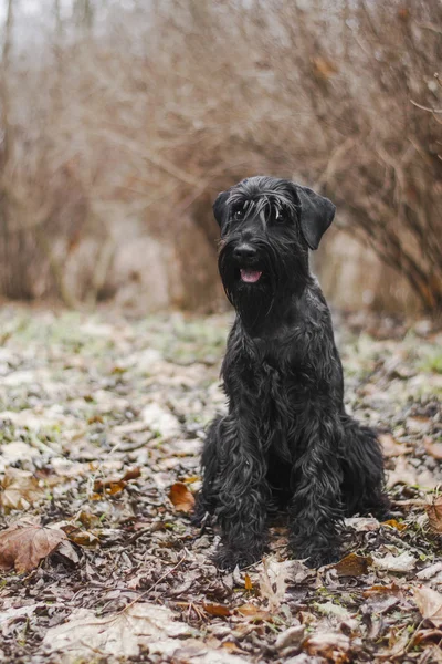 秋に葉のシュナウザー犬種 — ストック写真