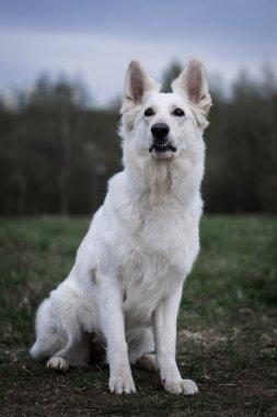 Beyaz İsviçre çoban köpeği