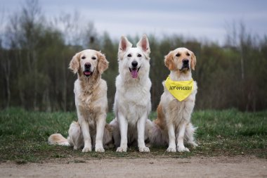 üç köpek Golden Retriever İsviçre çoban köpeği beyaz