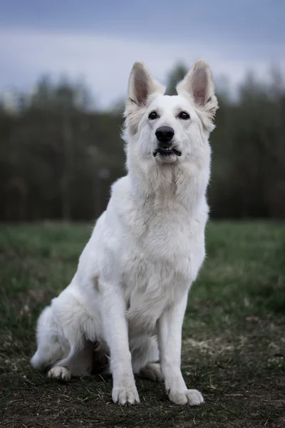 Le chien berger suisse blanc — Photo