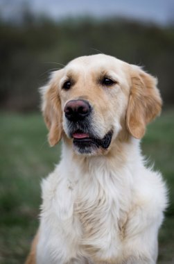 Mutlu golden retriever