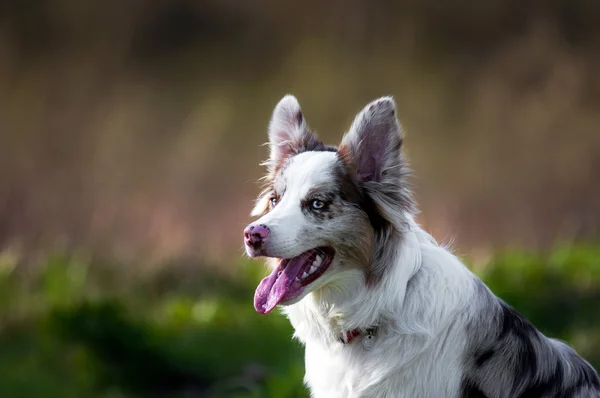 Happy merle border collie in summer — Stock Photo, Image