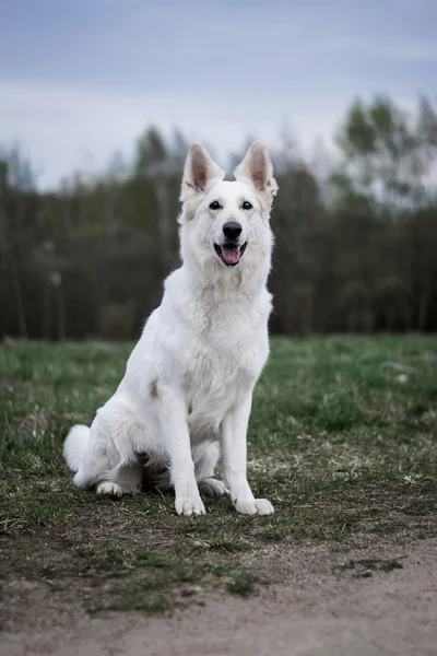 Den vita schweiziska vallhund — Stockfoto