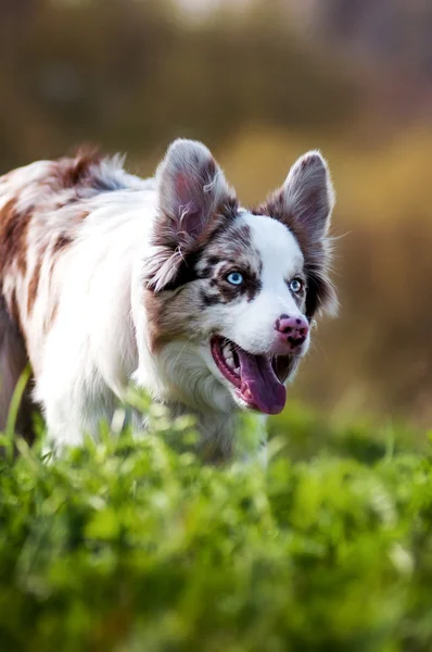 在夏天快乐梅尔边境牧羊犬 — 图库照片