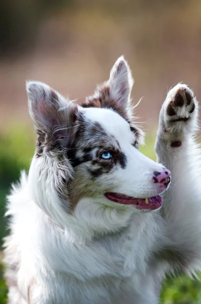 Happy merle border collie in summer — Stock Photo, Image