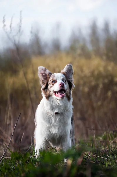 Gelukkig merle Bordercollie in de zomer — Stockfoto