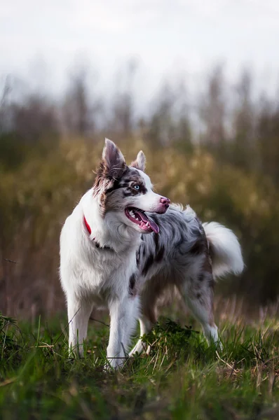 Gelukkig merle Bordercollie in de zomer — Stockfoto