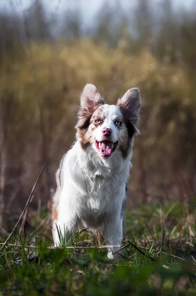 Happy merle border collie in summer — Stock Photo, Image