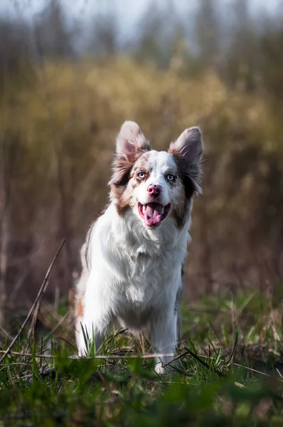 Feliz merle border collie en verano Imagen de stock