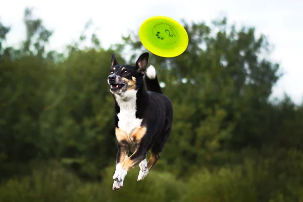 Chien avec freesbie et la nature — Photo